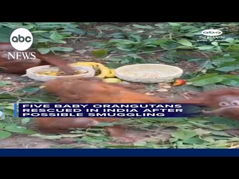 Five baby orangutans rescued in India after possible smuggling