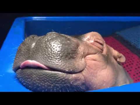 Sweet dreams for baby hippo Fiona! fuuny