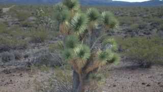 282-lot subdivision For Sale, White Hills, Arizona