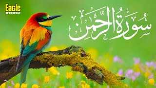 Surah Rehman  Holy Quran  Qari Shakir Qasmi  Eagle