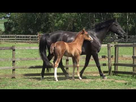 Colt foal by Foundation xRubin Star x Donnerhall
