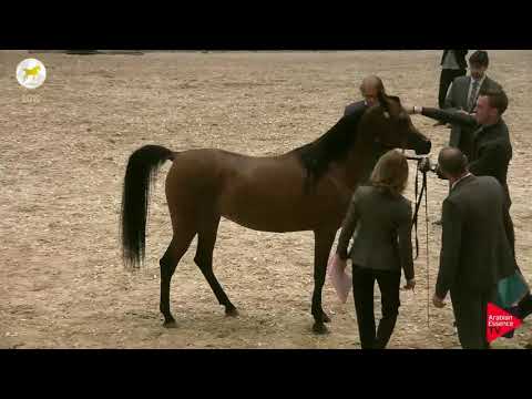 N.25 RAYYANAH AL MAALE - SEWC 2019 - 3 Years Old Fillies (Class 3)