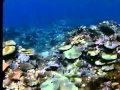 Deep Sea Dive If The Water Is Clear