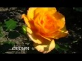 ФИЛЬМ 5 ЖИВЫЕ РОЗЫ ком СЕРГЕЙ ЧЕКАЛИН 
