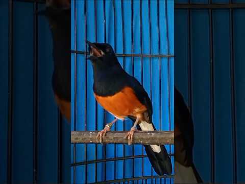SUARA BURUNG MURAI MEMANCING BUNYI MURAI NGELOWO