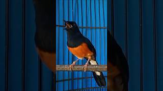 Download lagu SUARA BURUNG MURAI MEMANCING BUNYI MURAI NGELOWO mp3 Download lagu SUARA BURUNG MURAI MEMANCING BUNYI MURAI NGELOWO mp3