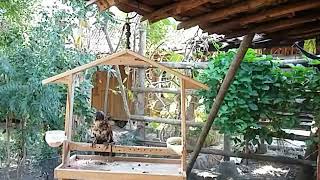Download lagu suara burung bubut gacor mp3