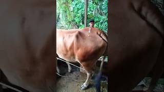 Download lagu {PERANGSANG BIRAHI}!!! penyuntikan hormon pada lembu #sapibirahi #cow #animalhealth mp3