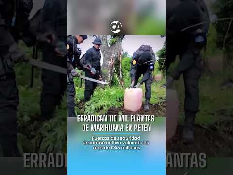 Erradican más de 110 mil matas de marihuana en Petén durante operativo interinstitucional