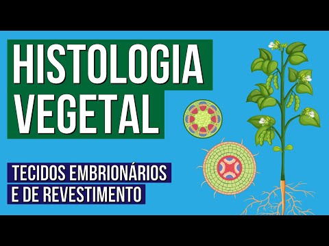 HISTOLOGIA VEGETAL: tecidos embrionários e de revestimento | Biologia para o Enem | Cláudia Aguiar