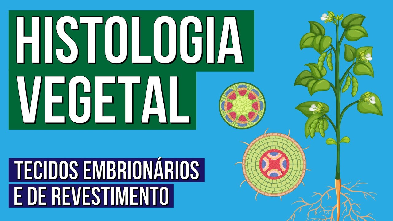 HISTOLOGIA VEGETAL: tecidos embrionários e de revestimento | Biologia para o Enem | Cláudia Aguiar