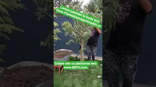 Filmari amenatari gradini Romania, preturi amenajari gradina 