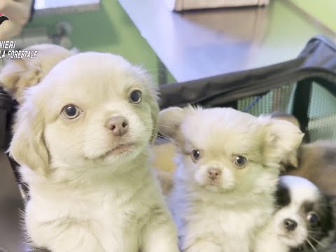 Cani dall’est Europa sequestrati dai carabinieri forestali di Varese