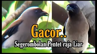 Download lagu Gacor..!.Suara Segerombolan  Burung pentet raja Liar Gacor..! mp3
