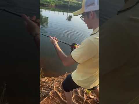 O Tambaqui não resistiu à Isca Artificial! 🎯😎 #iscaecia #iscaecompanhia #fishing #pesca #pescaria