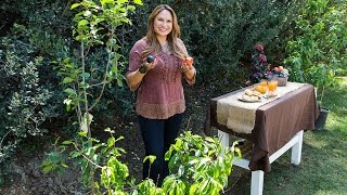 Pruning Fruit Trees to control Size and Shape