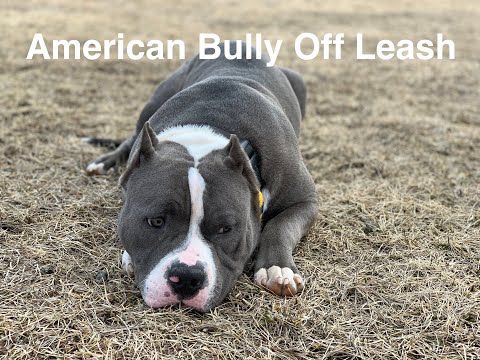 The Balanced K-9, LLC video.