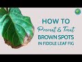 How to Prevent and Treat Brown Spots on a Fiddle Leaf Fig | Fiddle Leaf Fig Plant Resource Center