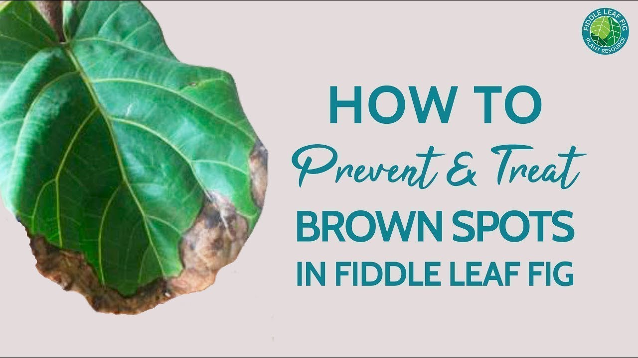 Why are my fig tree leaves turning brown? Tipseri