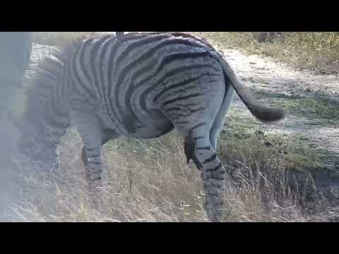 Djuma: Zebras with Oxpeckers - 14:34 - 07/29/2023