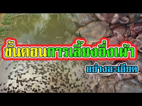 ขั้นตอน