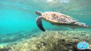 Новая Каледония + Корея, New Caledonia + South Korea 09-23.03.2014