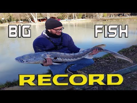 BIG FISH RECORD : IL PESCE PIU GRANDE CHE ABBIA MAI PESCATO!