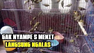 Download lagu TERAPI PLECI AURI VENTER DENGAN SUARA KOLONI OMBYOKAN PLECI AURIVENTER AGAR CEPAT NGALAS mp3