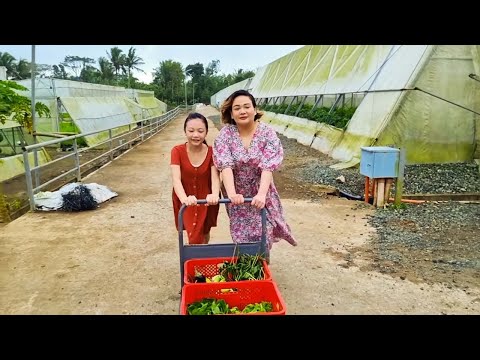 Bugs Greenhouse | Healthy Food