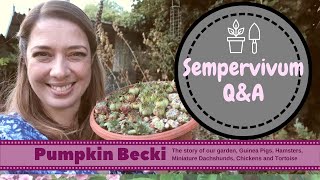 Answering your questions about Sempervivum
