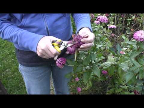 Collecting Zinnia seeds
