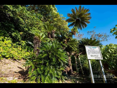 【喜界島】巨大ソテツ - 無音動画