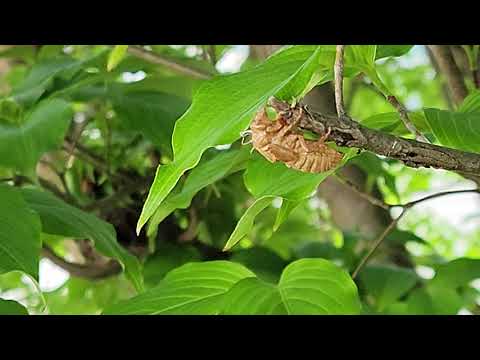 Cicada - Toothpick Hell