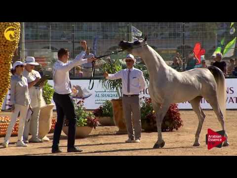 N.52 MALIKAT AL MOLUK - MENTON 2017 - Fillies 3 years old (Class 3)