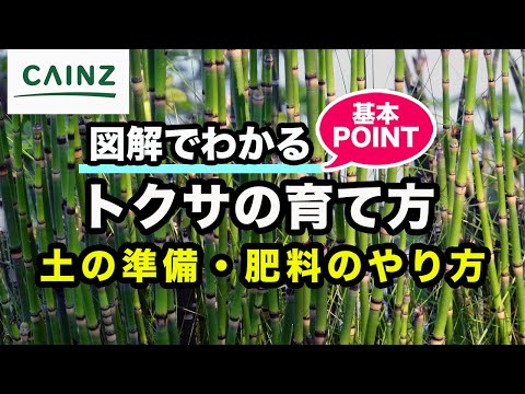 園芸 キュラソー島産トウワタ