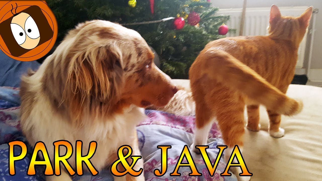 PARK & JAVA : NEWS DU CHATON & JOYEUX NOEL !