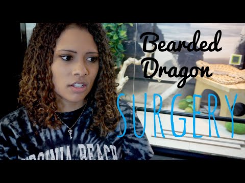 My Bearded Dragon's Surgery - Egg Binding