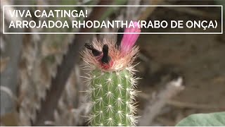 Miniatura do vídeo