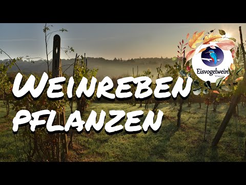 Weinreben einsetzen und Weintrauben anbauen | So wird's gemacht!