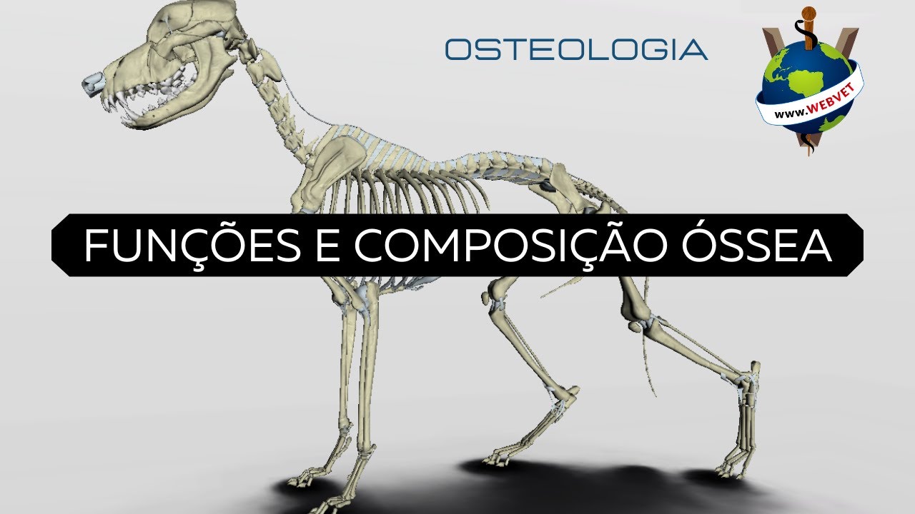 Função e Composição Óssea| WEBVET