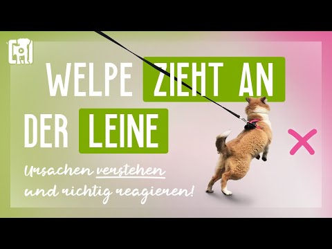Puppy pulls on leash - understand the causes and react correctly!