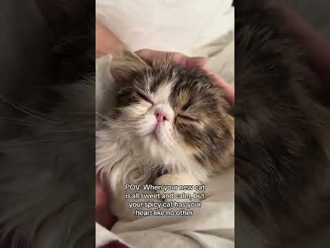 We love a spicy cat #cats #shorts