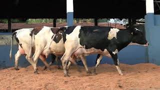 Vídeo 3 - 1ª ETAPA MEGA LIQUIDAÇÃO TOTAL AGROPECUÁRIA MARAJOARA - DIA 4 | GADO GIROLANDO E HOLANDÊS