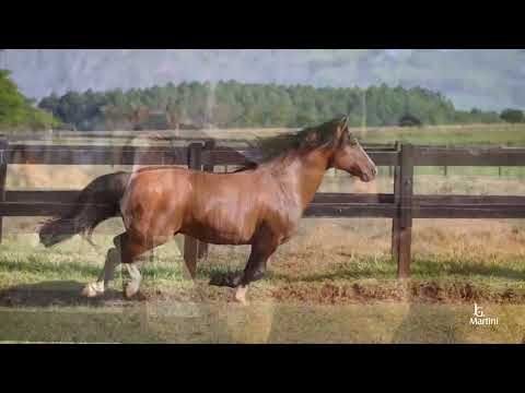 GUAPURUMA MATE AMARGO