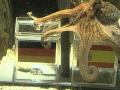 Paul The Psychic Octopus Makes World Cup Winner Prediction