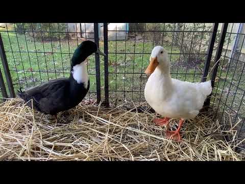 Blue, an adopted Duck in New York, NY_image-1