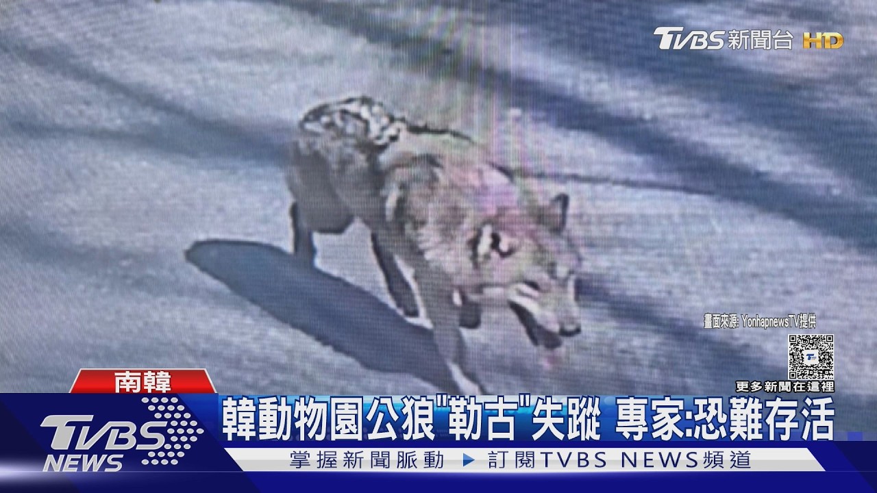 影音／韓國狼脫逃3天找不到！軍警消300人陸空搜捕　出動無人機急尋