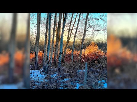 Painting a Golden Winter Morning | Mastering Backlighting & Warm Shadows | LIVE Paint-Along