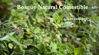 Agricultura Natural: El Bosque Natural Comestible - Juan Jamchen