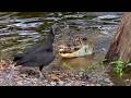 Peru S Wetlands A Unique Refuge For Wildlife